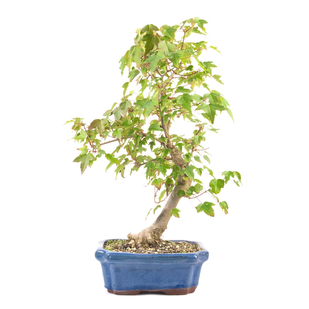 Dreispitz-Ahorn 'Acer buergerianum'